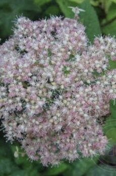 Pink Pincushion